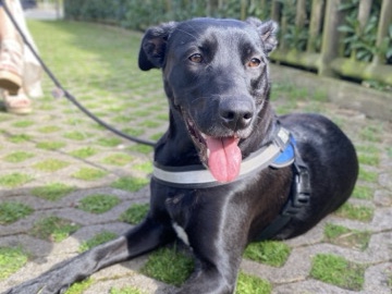 Labrador Retriever – Doy en adopción a una perrita – Bilbao