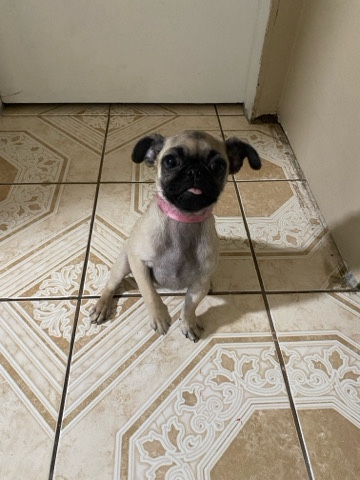 Pug – Small Pug