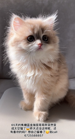 British Longhair – British longhair caramel blue golden layer male