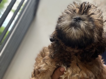 Shih Poo – Shihpoo pups – Ellenwood