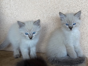 free kittens – Moreno Valley