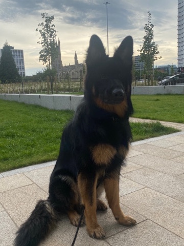 German Shepherd – german shepherd