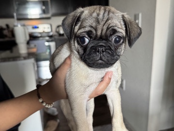 Pug
