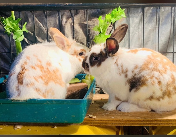 Lionhead – Lionheads and Mini Rex Mix