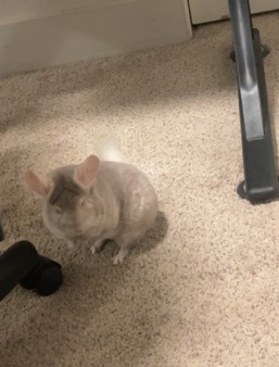 snowball