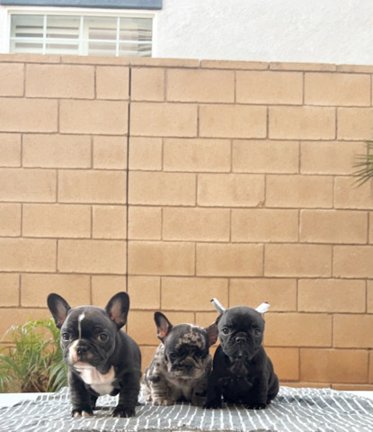French Bulldog – for sale ready to go