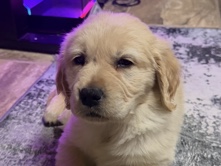 Golden Retriever – Sweet Golden Retriever Puppy – Tinley Park