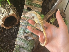 Rehoming Crested gecko 