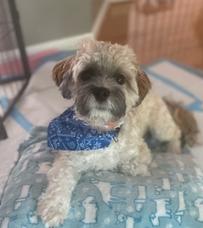 Puppy looking for new home