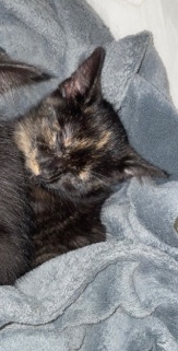 American Shorthair – kitten