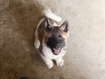Akita – Akita puppy – Medina