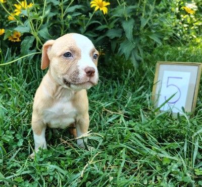 American Pit Bull Terrier – American Bully Puppies – McCordsville