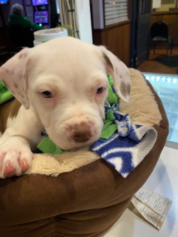 I’m adorable, playful and looking for a home