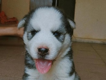 Siberian Husky – filhote de husky siberiano