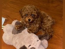 Poodle - Ella - 5 Month Toy Poodle for Sale available for adoption in Yonkers