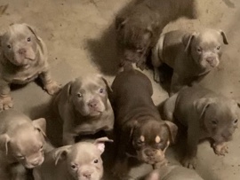 Mixed Breed – pocket bullie – Orlando