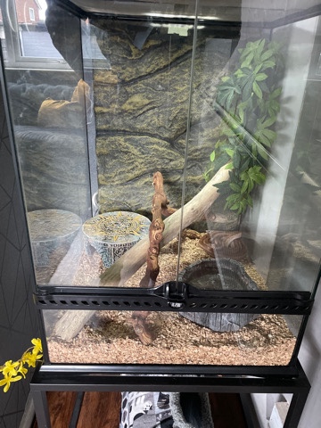 Any – corn snake and full tank