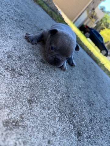French Bulldog – French bulldog male