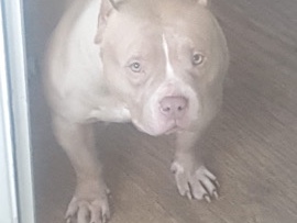 American Bulldog – Female American Pocket Bully