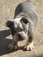 Olde English Bulldogge – Blue tri Merle, English bulldog