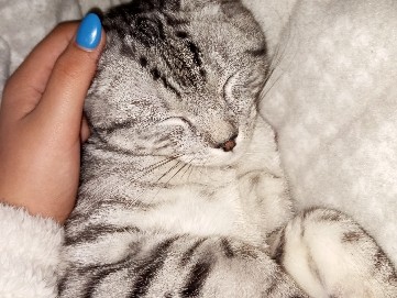 British Shorthair – Katze – Pirmasens