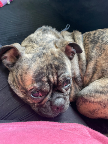 French Bulldog – French bulldog / pug