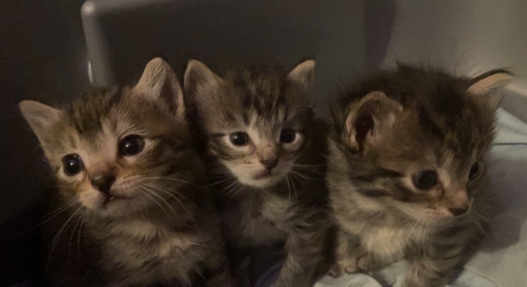 Maine Coon – Kittens for sell