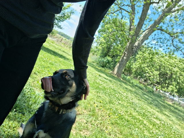 German Shepherd – free dog – Richland City