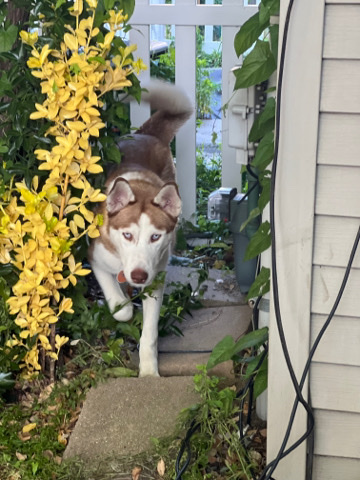 Siberian Husky – Puppy Siberian Husky