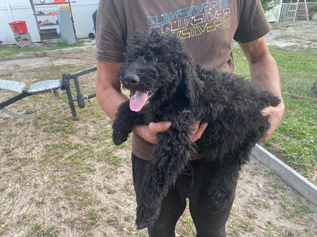 Golden Retriever – Goldendoodle – Leesburg
