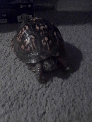 Eastern box turtle