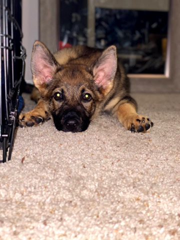 German Shepherd – german shepherd
