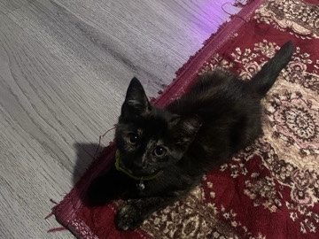American Shorthair – domestic shorthair 9weeks !pls take her urgent! – Leicester
