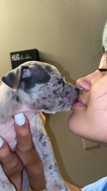 American Pit Bull Terrier – American Bully XL