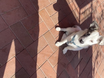 German Pinscher - Hund mischling Pinscher  available for adoption in Bielefeld