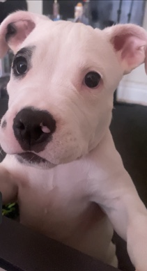 American Pit Bull Terrier – dog name ghost