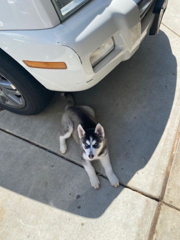 Siberian Husky – Siberian husky