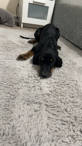 English Cocker Spaniel – cocker spaniel black white & tan male puppy rolo
