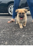 German Shepherd – top notch k9