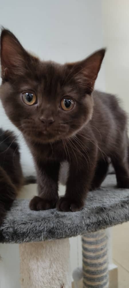 British Shorthair – Kittens for sale