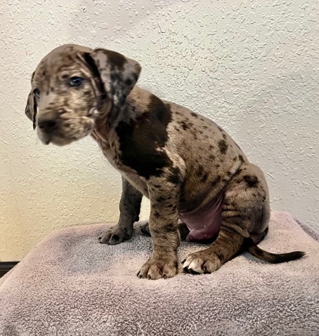 Great Dane – Great Dane puppy