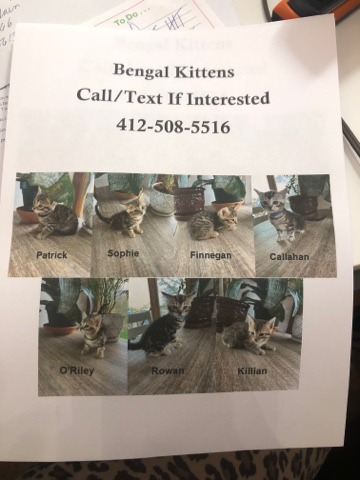 Bengal – Bengal kittens
