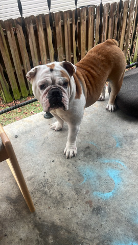 Olde English Bulldogge – English bulldog in Georgia