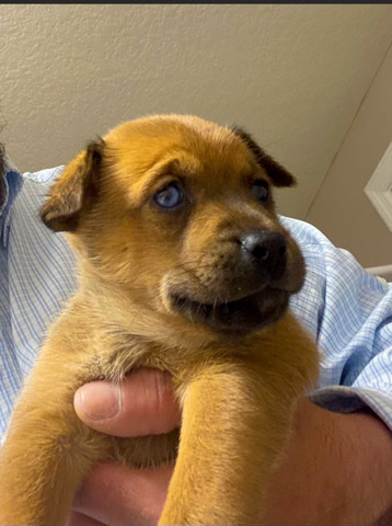 Miniature Siberian Pinschers for Adoption