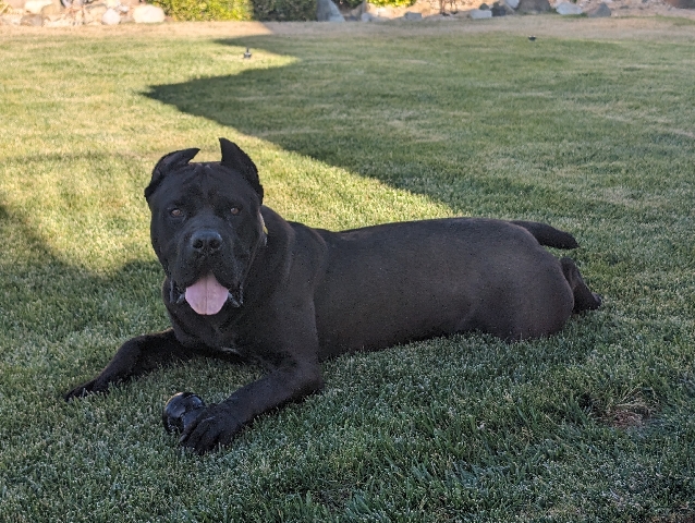 Cane Corso – Cane Corso for adoption