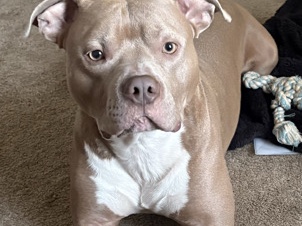 American Pit Bull Terrier – pitbull terrier needing to be rehomed – Industry