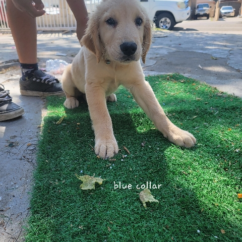 Golden Retriever – golden retriever