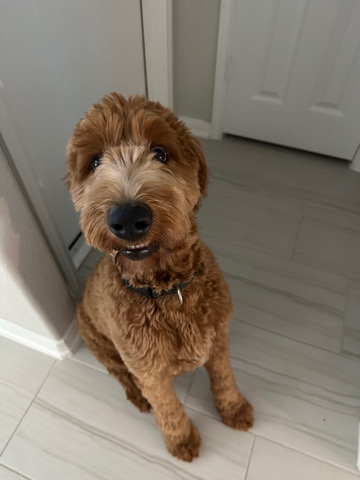 Golden Retriever – Golden Doodle