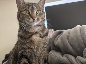 Friendly 3-Year-Old Female Cat for Rehoming – Blackwood – Blackwood