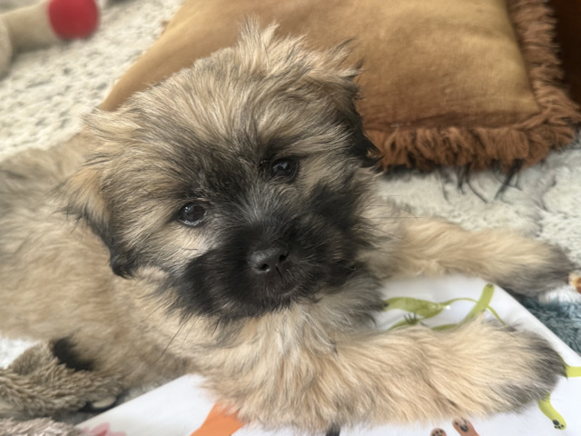 Shih Tzu – Shih-Tzu – Orlando